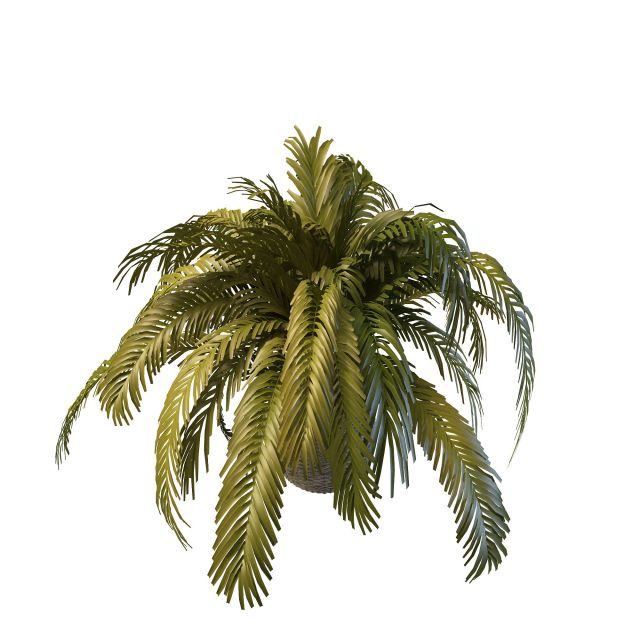 Potted fern plant 3d rendering