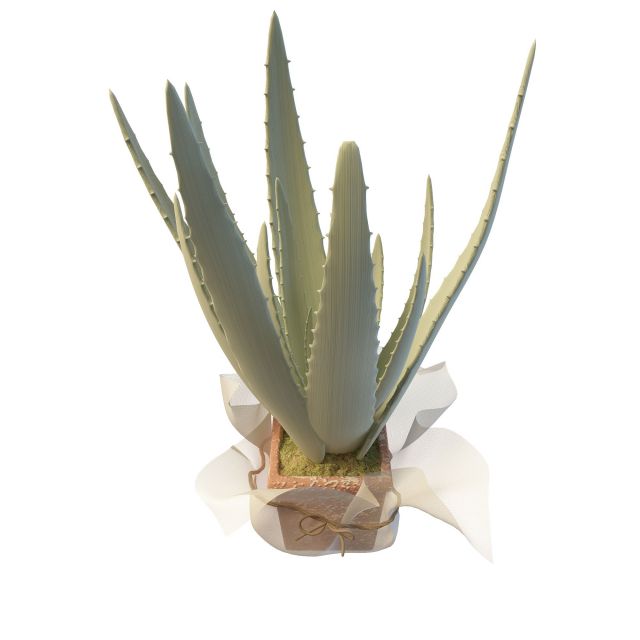 Potted Aloe vera plant 3d rendering