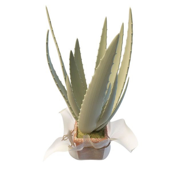 Potted Aloe vera plant 3d rendering
