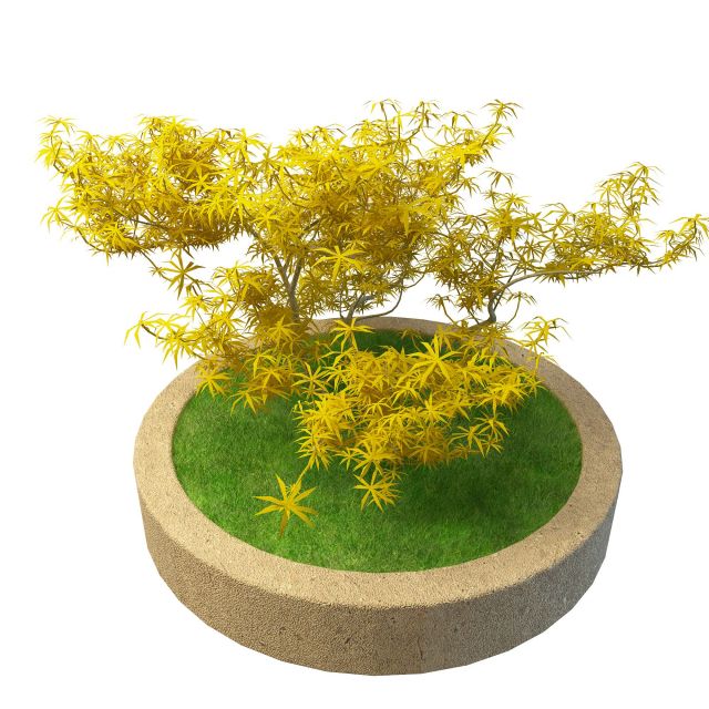 Ornamental tree in concrete planter 3d rendering