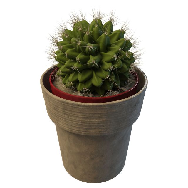 Ball cactus planter pot 3d rendering