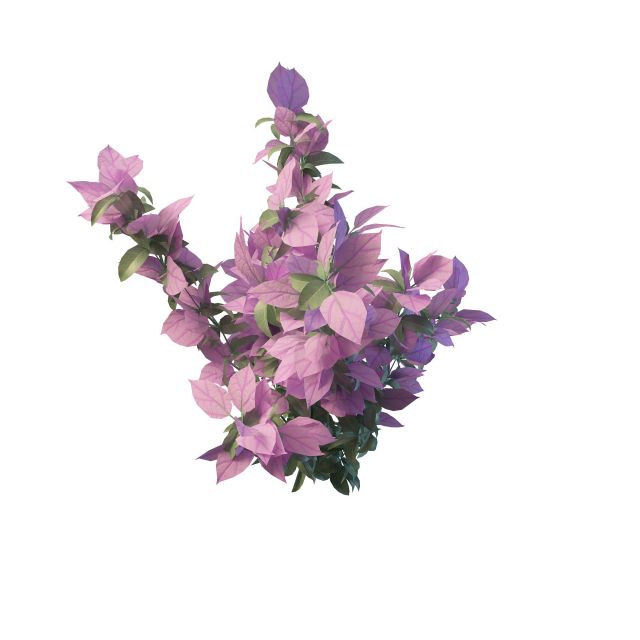 Pink leaf bush for landscaping 3d rendering