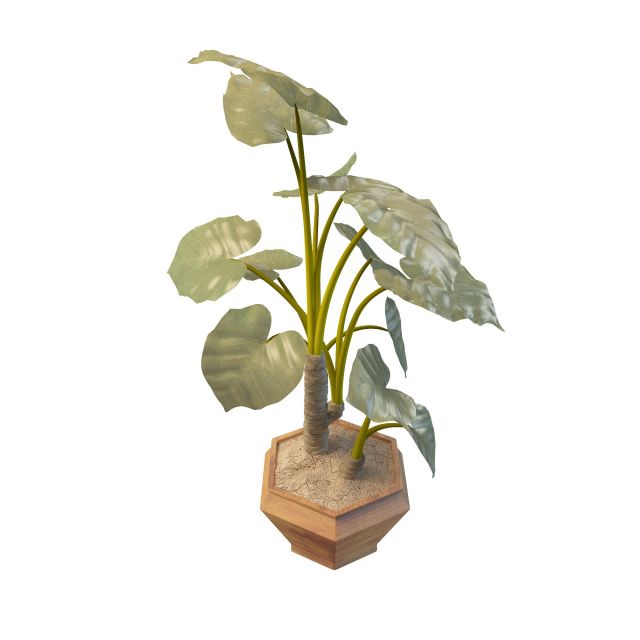 Elephant ear plant pot 3d rendering