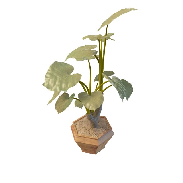 Elephant ear plant pot 3d rendering