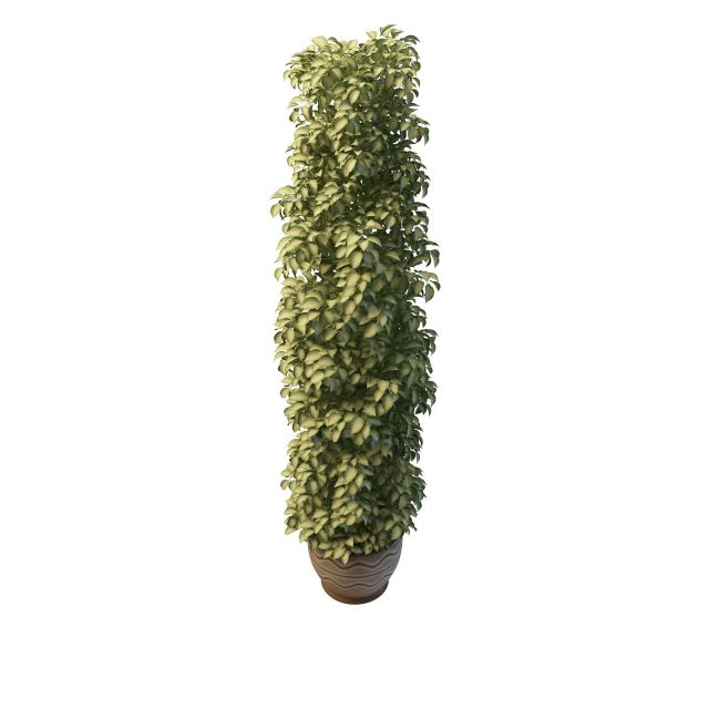 Tall variegated plants pot 3d rendering