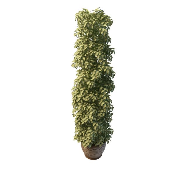 Tall variegated plants pot 3d rendering