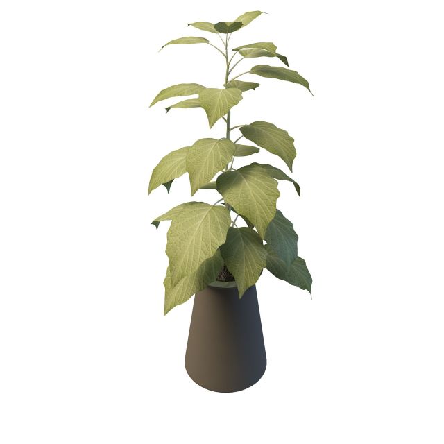 Indoor decorative plant pots 3d rendering
