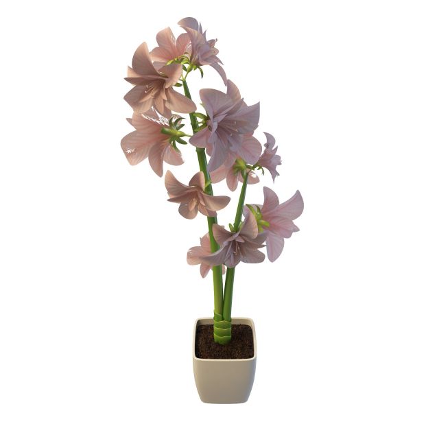 Pot plant with pink flowers 3d rendering