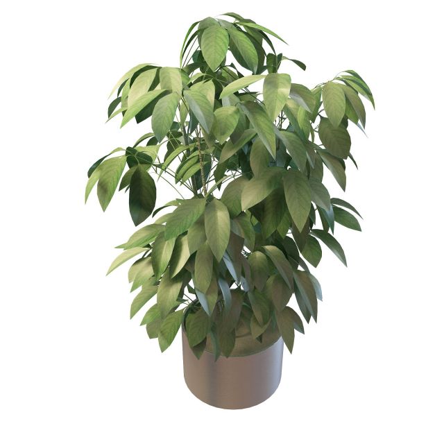 Green foliage house plants 3d rendering