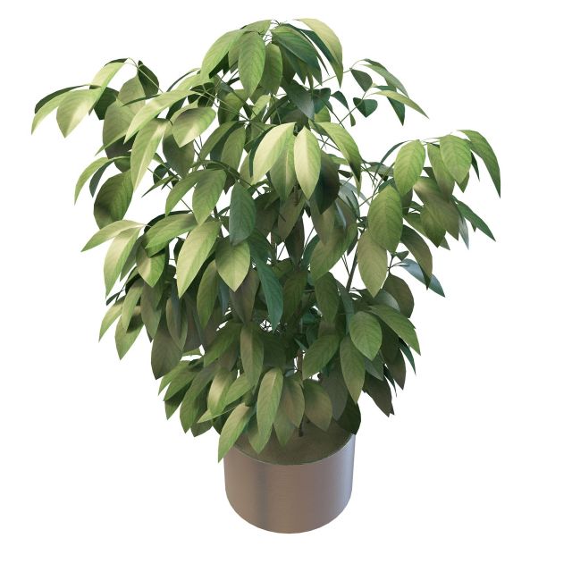 Green foliage house plants 3d rendering