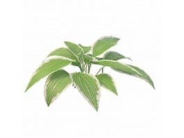 Variegated leaf plant 3d model preview