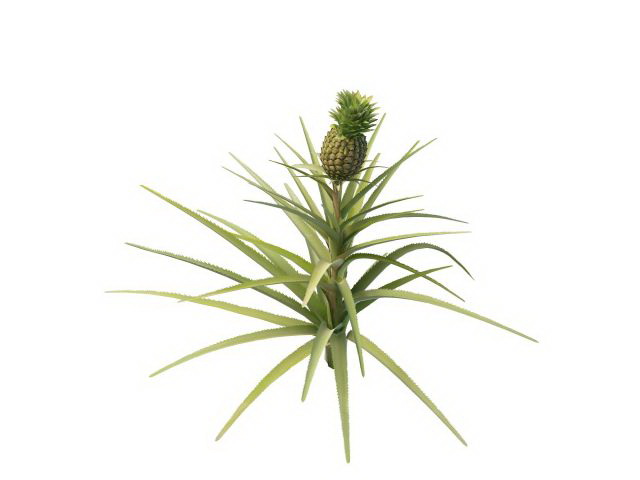 Pineapple plant 3d rendering