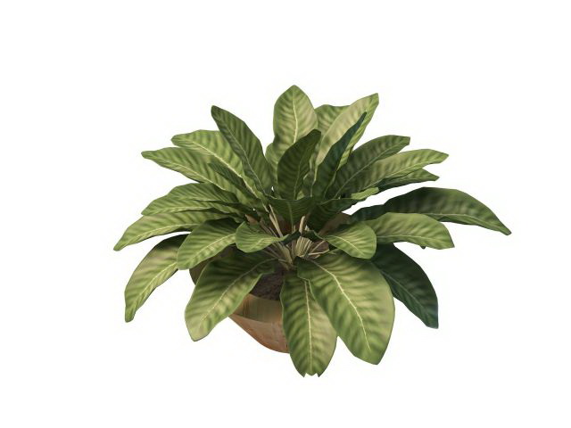 House plants with large leaves 3d rendering