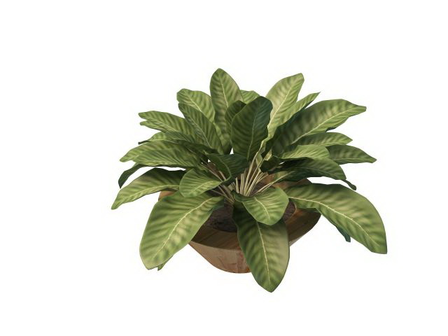 House plants with large leaves 3d rendering