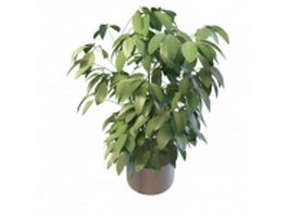Green foliage house plants 3d preview