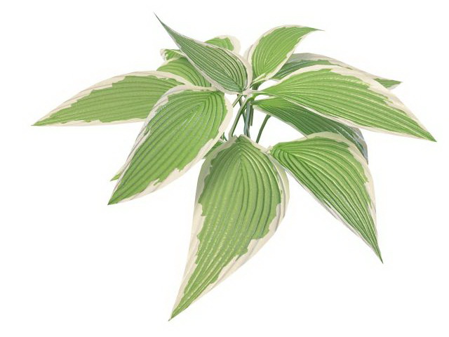 Variegated leaf plant 3d rendering