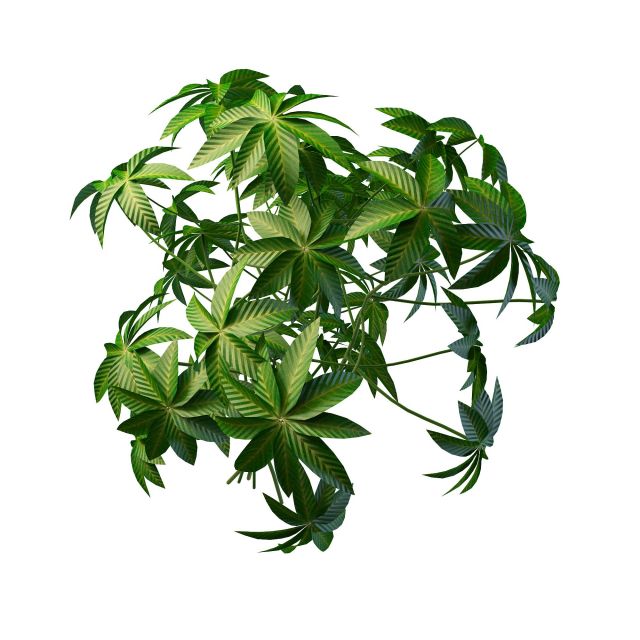 Digitate leaf plant 3d rendering