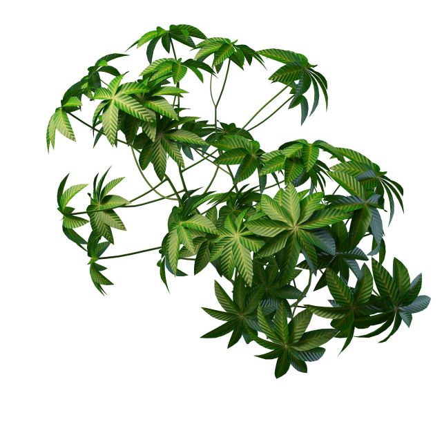 Digitate leaf plant 3d rendering