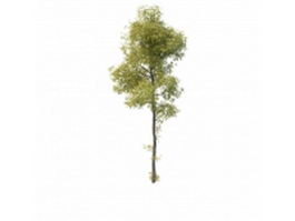 Young ash tree 3d model preview