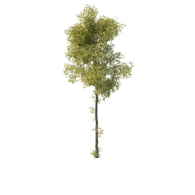 Young ash tree 3d rendering