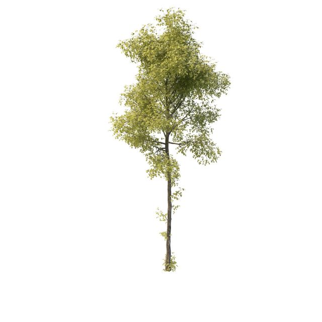 Young ash tree 3d rendering