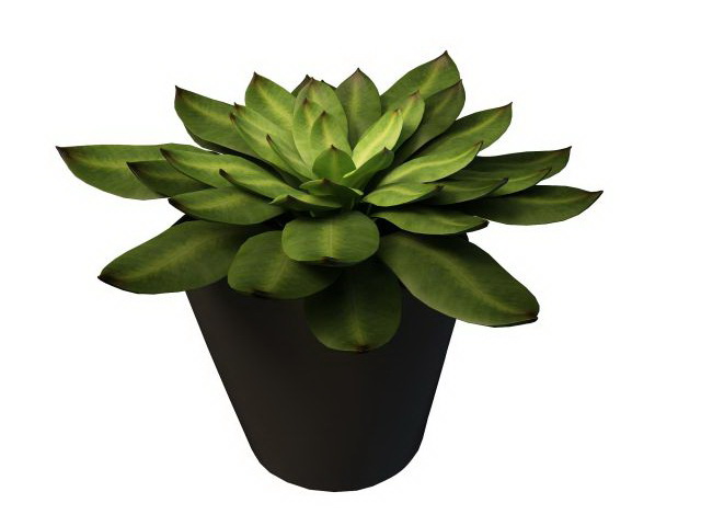 Potted succulent plant 3d rendering