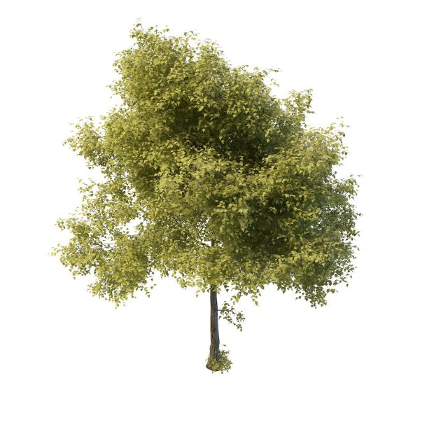 Luxuriant tree 3d rendering
