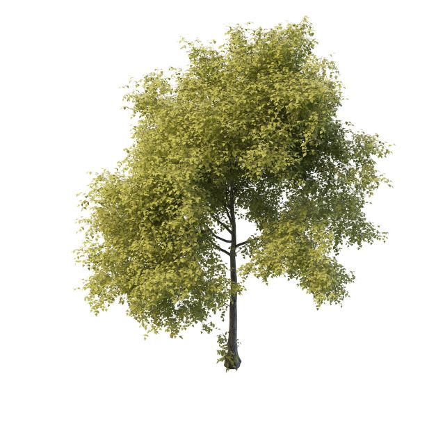 Luxuriant tree 3d rendering