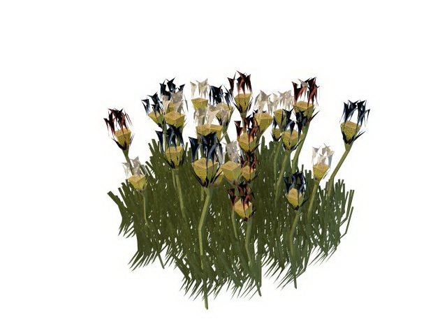 Tulip flowering shrubs 3d rendering