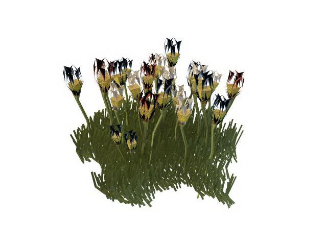 Tulip flowering shrubs 3d rendering