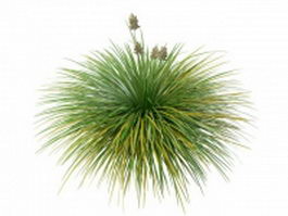 Mexican feather grass 3d model preview