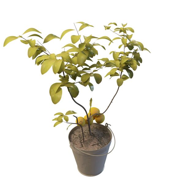 Potted apricot plant 3d rendering