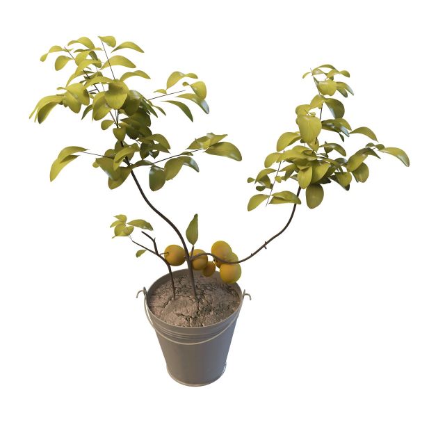 Potted apricot plant 3d rendering