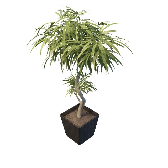 Pot lanceolate leaf tree 3d rendering
