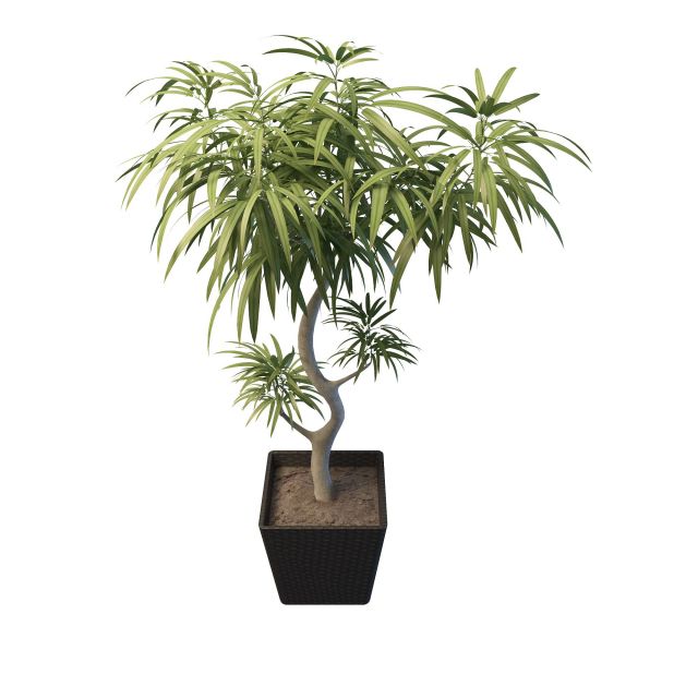 Pot lanceolate leaf tree 3d rendering