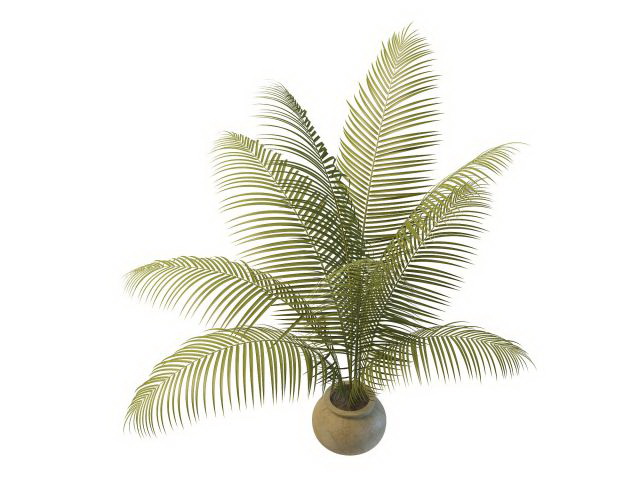 Indoor plants palm tree 3d rendering