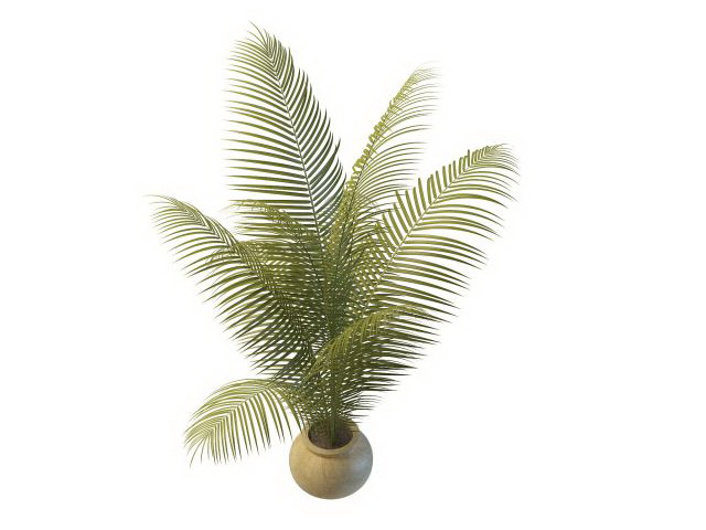 Indoor plants palm tree 3d rendering