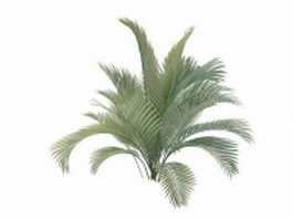Majesty palm plant 3d model preview