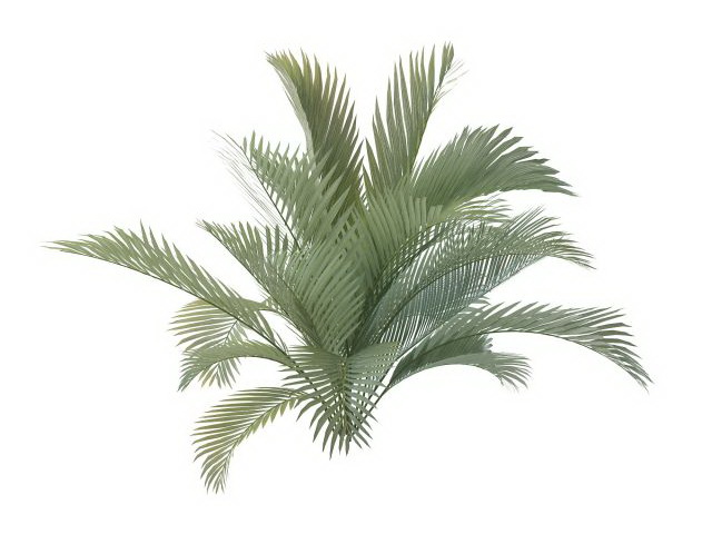 Majesty palm plant 3d rendering
