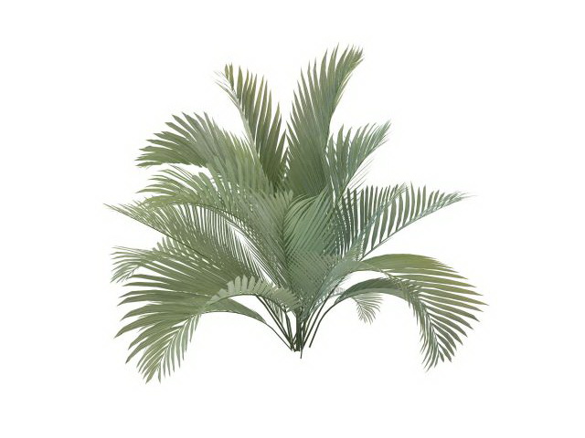 Majesty palm plant 3d rendering