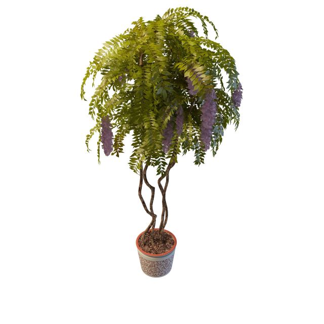 Wisteria potted plants 3d rendering