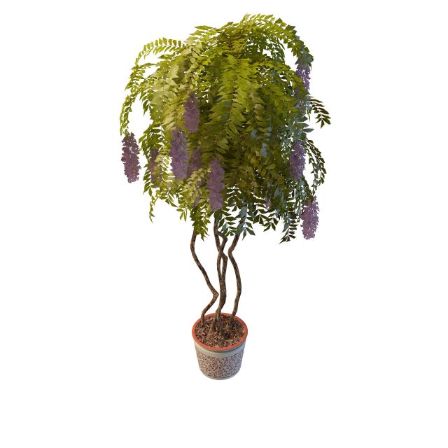 Wisteria potted plants 3d rendering