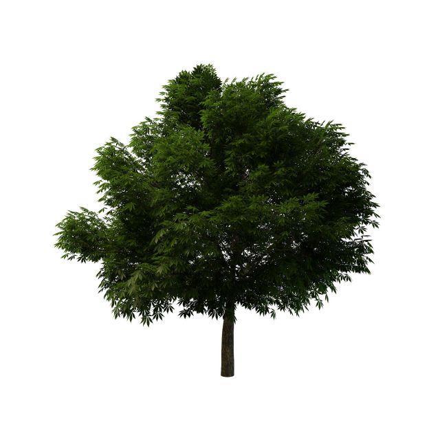 Linden tree 3d rendering