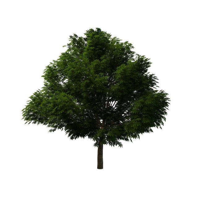 Linden tree 3d rendering