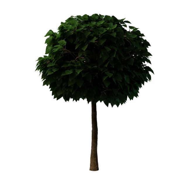 Topiary tree for garden 3d rendering