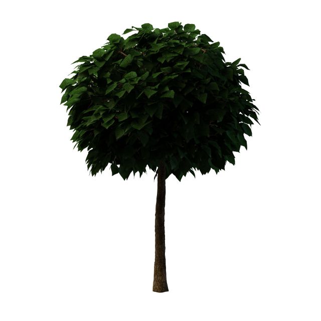 Topiary tree for garden 3d rendering