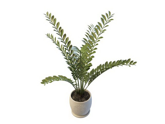 Odd pinnate plant 3d rendering