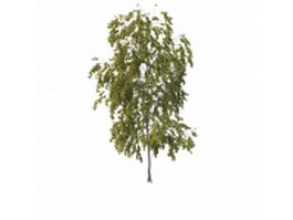 Small poplar tree 3d model preview