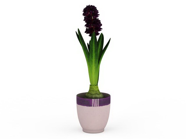 Potted hyacinth plant 3d rendering