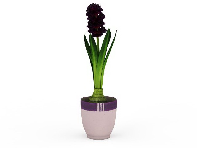 Potted hyacinth plant 3d rendering